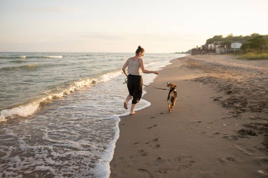 ADO activites chiens