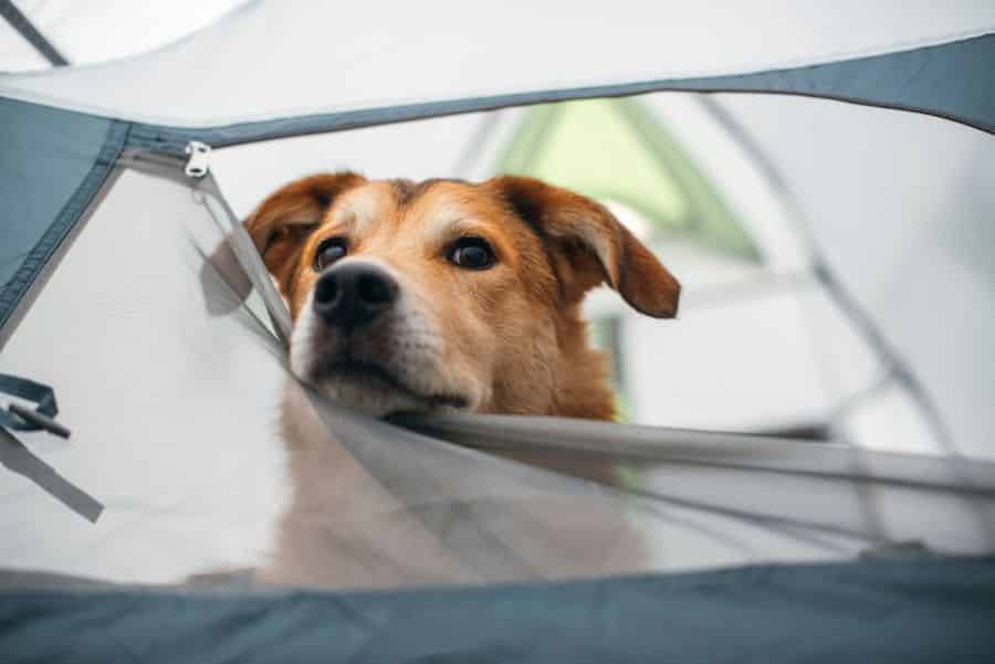ADO camping loire atlantique chien